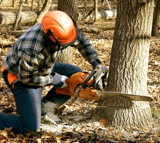 Tree Removal in Nanafalia, AL